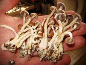 Growing Magic Mushrooms From Mushroom Ends