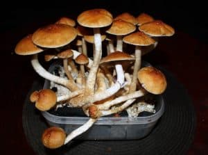 Growing Magic Mushrooms Through Spores