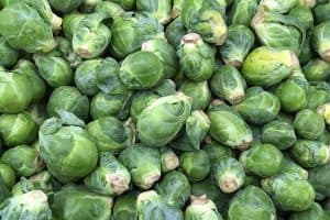 Harvesting brussels sprout