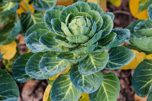 How to Care for Brussels Sprout