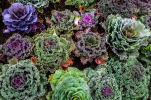 How to Plant, Grow and Care for Kale