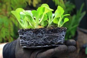 How to Plant and Grow Bok Choy