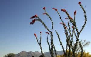 type of desert plants