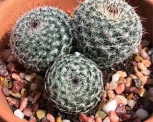 varieties of cactus plants