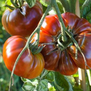 Paul Robeson tomato
