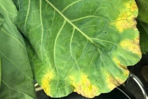 Pests and Diseases You Should Be Wary Of When Growing Kales