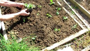 Planting Kales