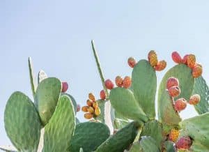 Prickly Bear Cactus plants