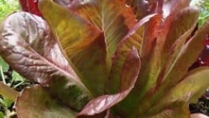 Rouge D'Hiver lettuce