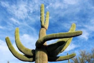 Saguaro Cactus desert plant