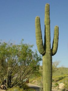 Saguaro Cactus 