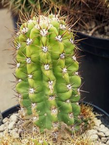 kinds of cactus plants