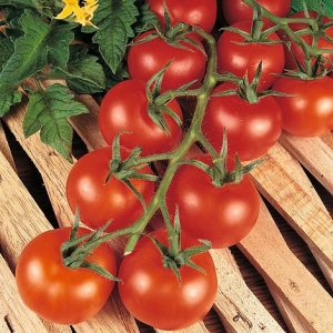 Shirley tomato