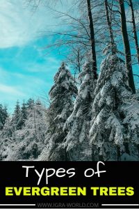 TYPES OF EVERGREEN TREES