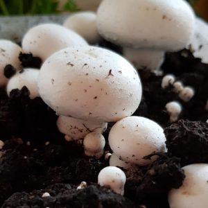 Tips on Growing and Caring for Magic Mushrooms