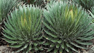 Twin-Flowered Agave