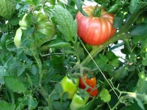 Types of Tomato Plants