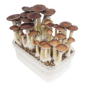 What Is A Mushroom Grow Kit