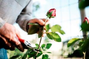 how to grow Rose from Cuttings