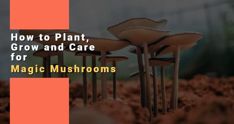 how to grow magic mushrooms
