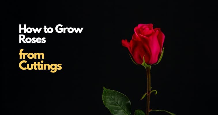 how to grow roses from Cuttings