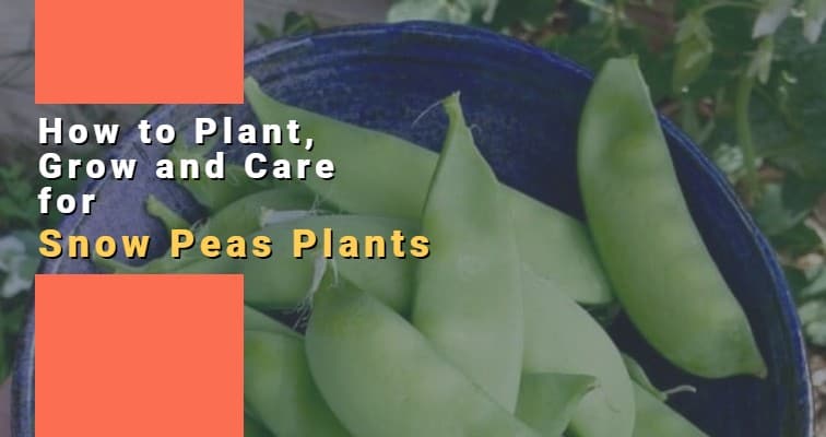 how to grow snow peas