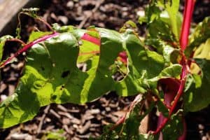 how to plant chard