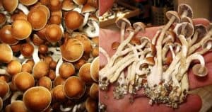 how to plant magic mushrooms