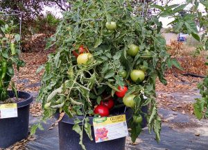 how to plant tomato