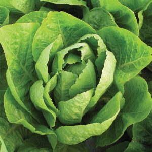 kinds of lettuce