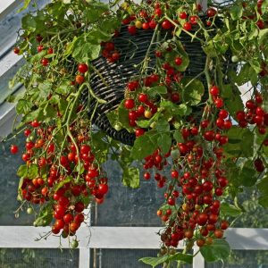 Container of tomatoes 'Hundreds and Thousands' growing in a hanging basket