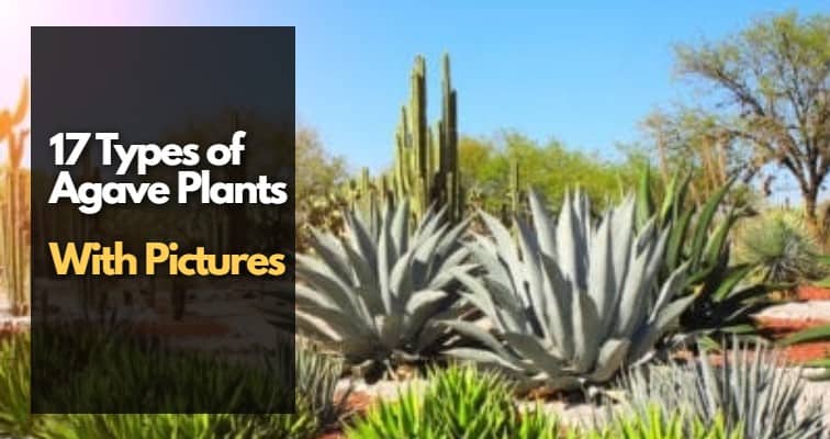 types of agave plant