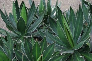  types of agave plants
