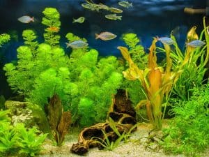 types of aquarium plant