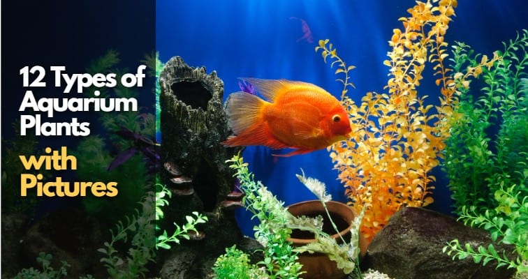 types of aquarium plants