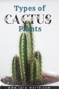 types of cactus plants