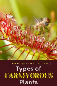 types of carnivorous plants