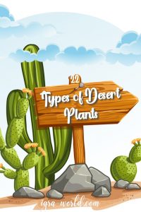 types of desert plants