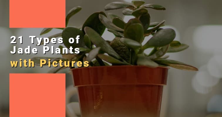 21 Types of Jade Plants with Pictures