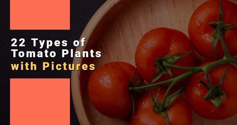 types of tomato