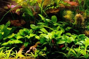 varieties of aquarium plants