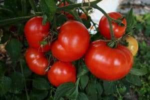varieties of tomatoes