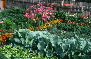 Characteristics of Cabbage Companion Plants