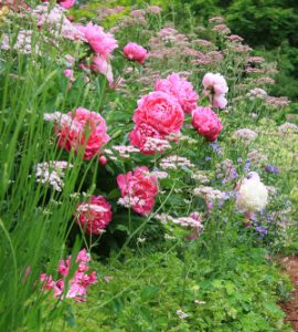 Companion Plants for Roses to grow beneath
