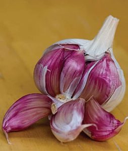 varieties of garlic