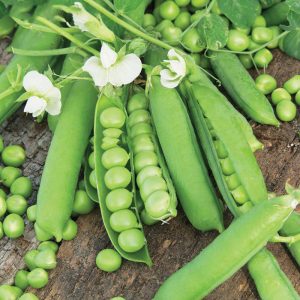 types of peas