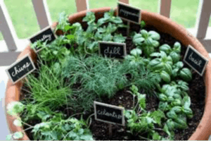 Herbs Companion Planting
