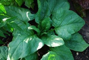 Indian Summer spinach