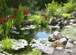 Large Water Garden with Water Friendly Plants