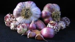 garlic varieties
